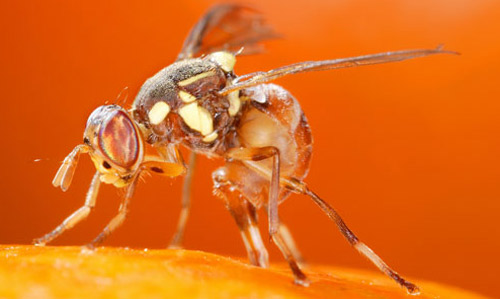 Adult female oriental fruit fly, Bactrocera dorsalis (Hendel), laying eggs in fruit.