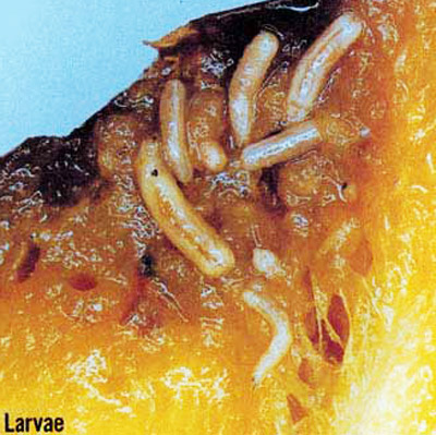 Larvae of the oriental fruit fly, Bactrocera dorsalis (Hendel).