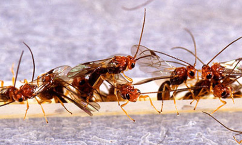 Adults of the wasp Biosteres arisanus, a parasitoid of the oriental fruit fly, Bactrocera dorsalis (Hendel).
