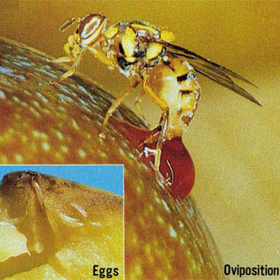 Female oriental fruit fly, Bactrocera dorsalis, ovipositing on citrus fruit.