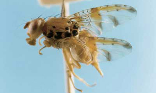 Adult female mango fruit fly, Ceratitis cosyra (Walker). 