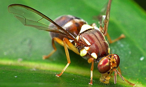 Adult Queensland fruit fly, Bactrocera tryoni (Froggatt).