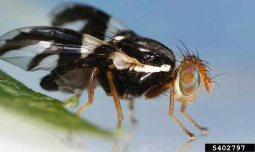 Adult apple maggot fly, Rhagoletis pomonella (Walsh), lateral view. 