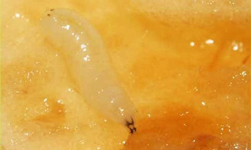 Larva of the apple maggot fly, Rhagoletis pomonella (Walsh). 