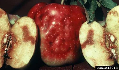 Damage caused by the apple maggot fly, Rhagoletis pomonella (Walsh). 