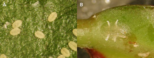 Figure 1. A) Croton scale in the first instar nymphal stage, and B) croton scale in the second instar stage. Photographs by Catherine Mannion.