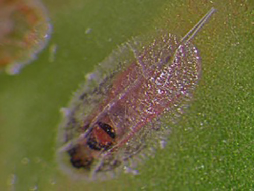Figure 2. Male croton scale emerging from its third pre-pupal instar. Photograph by Catherine Mannion.