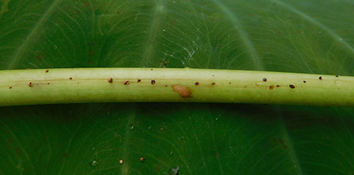 The eggs of Aedes mosquitoes are small (0.5 mm in length), black, and cigar shaped.