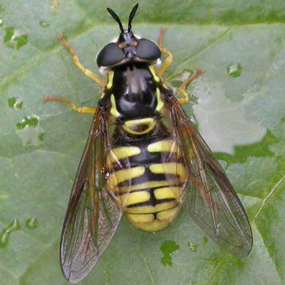 Adult female hover fly, Chrysotoxum cautum (Harris), showing resemblence of some hover fly species to yellowjackets.