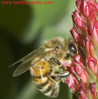 Adult honey bee, Apis mellifera Linnaeus.