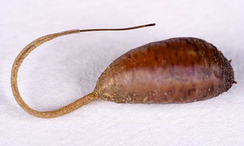 Rat-tailed maggot pupa, Eristalis tenax (Linnaeus). 