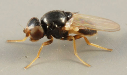 Lateral view of an adult Liohippelates sp., from a horse farm in north central Florida. 