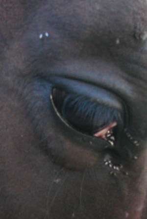 Congregation of adult Liohippelates spp. around the eye of a horse. 