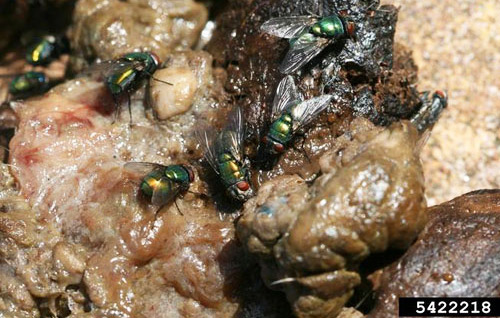 Common green bottle flies, Lucilia sericata (Meigen), on dog feces.