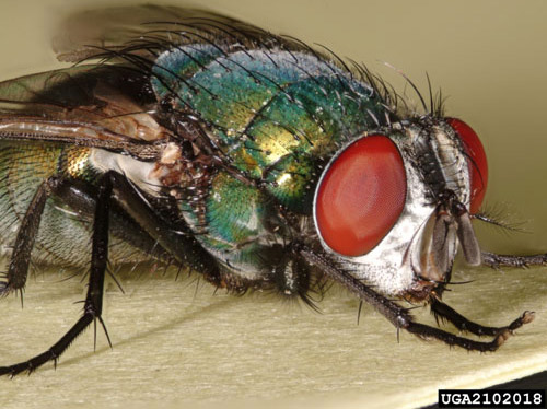 Anterior-lateral view of the common green bottle fly, Lucilia sericata (Meigen). 