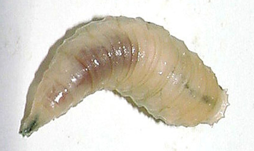 Late instar larva of a Lucilia species. Head at bottom of image.