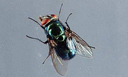Adult hairy maggot blow fly, Chrysomya rufifacies (Macquart). 