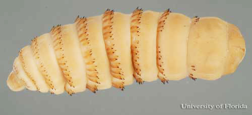 Dorsal view (head on left) of the third instar larva of the common horse bot fly, Gasterophilus intestinalis (De Geer). 