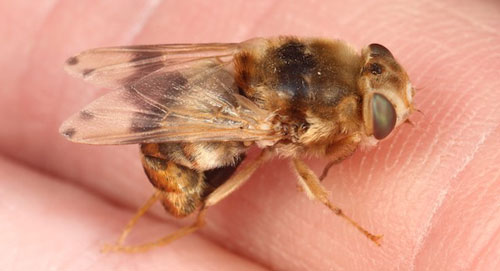 Lateral view of an adult horse bot fly, Gasterophilus intestinalis (DeGeer). 