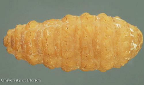 Larva of the common cattle grub, Hypoderma lineatum (Villers), dorsal view. The head is to the left.