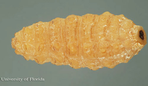 Larva of the common cattle grub, Hypoderma lineatum (Villers), ventral view. The head is to the left.