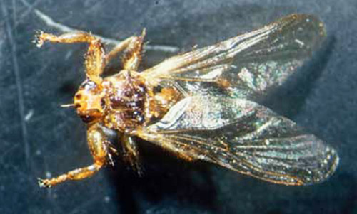 Lipoptena cervi, a species related to Lipoptena mazamae Rondani, showing a young fly prior to losing its wings.