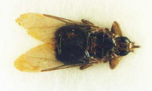 Dorsal view of an adult female pigeon louse fly, Pseudolychia canariensis (Macquart).