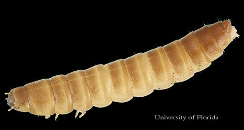 Dorsal view (head on left) of larva of the lesser mealworm, Alphitobius diaperinus (Panzer). 