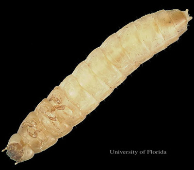 Ventral view (head on left) of larva of the lesser mealworm, Alphitobius diaperinus (Panzer).