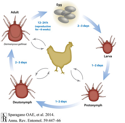 Depiction of the life cycle of the chicken mite, Dermanyssus gallinae (De Geer). 