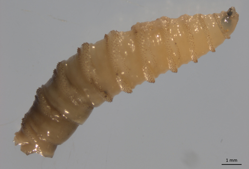 Larval primary screwworm