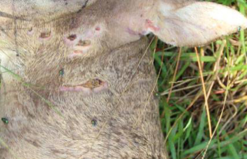 Small lesions on a Key deer 