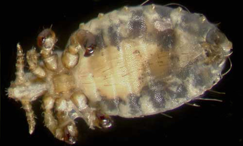 Ventral view of an adult little blue cattle louse, Solenopotes capillatus (Enderlein).