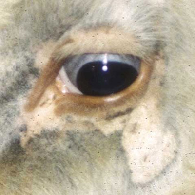Infestation of the little blue cattle louse, Solenopotes capillatus (Enderlein), around the eye of a cow.