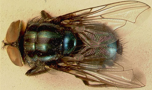 Adult secondary screwworm, Cochliomyia macellaria (Fabricius). 