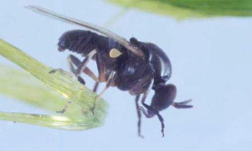 Adult black fly, Simulium slossonae Dyar & Shannon. 