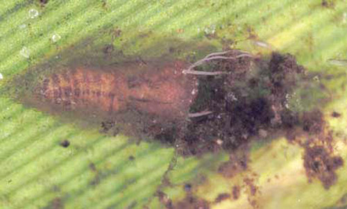 Cocoon of black fly, Simulium slossonae Dyar & Shannon, on grass leaf.