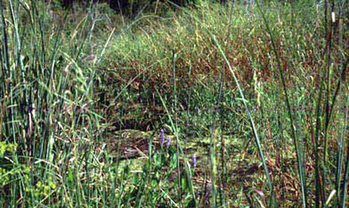 Typical habitat used by biting flies for egg laying. 