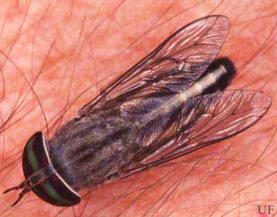 Adult horse fly, Tabanus sp.