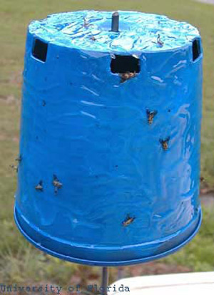 A blue colored cylinder covered with sticky material makes an effective removal trap for deer flies and other tabanids when attached to a slow moving object (< 7 mi/hr).