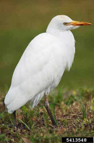 An adult cattle egret, Bubulcus ibis, a key disperser for the tropical bont tick. 