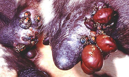 Adult tropical bont ticks, Amblyomma variegatum Fabricius, feeding on the udder of a young cow in Ghana and causing physical damage and obstruction of suckling. Note the large "nutmeg" size of the females. 