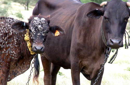 Dermatophilosis lesions on a calf which were facilitated by feeding wounds caused by the tropical bont tick, Amblyomma variegatum Fabricius.