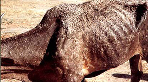 Severe dermatophilosis lesions with resulting hide damage and helath problems on a cow, which were facilitated by feeding wounds caused by the tropical bont tick, Amblyomma variegatum Fabricius. 
