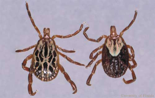 Adult male (left) and female (right) Gulf coast ticks, Amblyomma maculatum Koch. 