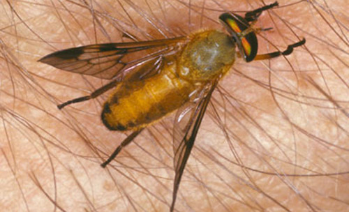 Adult yellow fly, Diachlorus ferrugatus (Fabricius). 