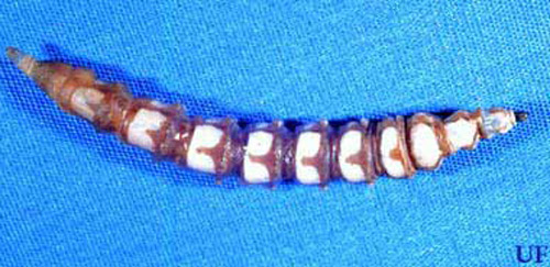 Typical Tabanidae larva. 