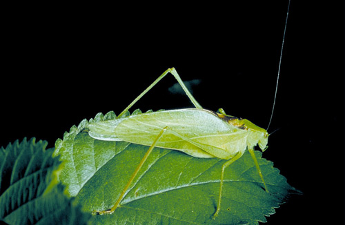 Adult male oblong-winged katydid, Amblycorypha oblongifolia (De Geer), perched on a leaf.