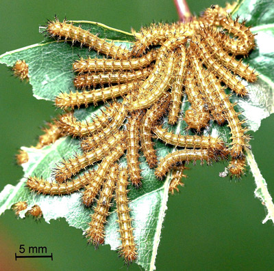 Io moth larvae, Automeris io (Fabricius), second instars.