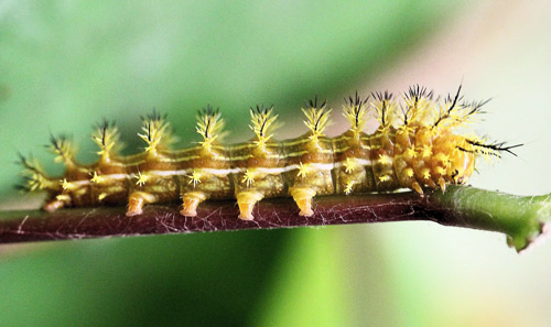 Io moth larvae, Automeris io (Fabricius), fourth instar.